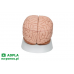 model ludzkiego mózgu, 8 części 3b smart anatomy kat. 1000225 c17 3b scientific modele anatomiczne 6